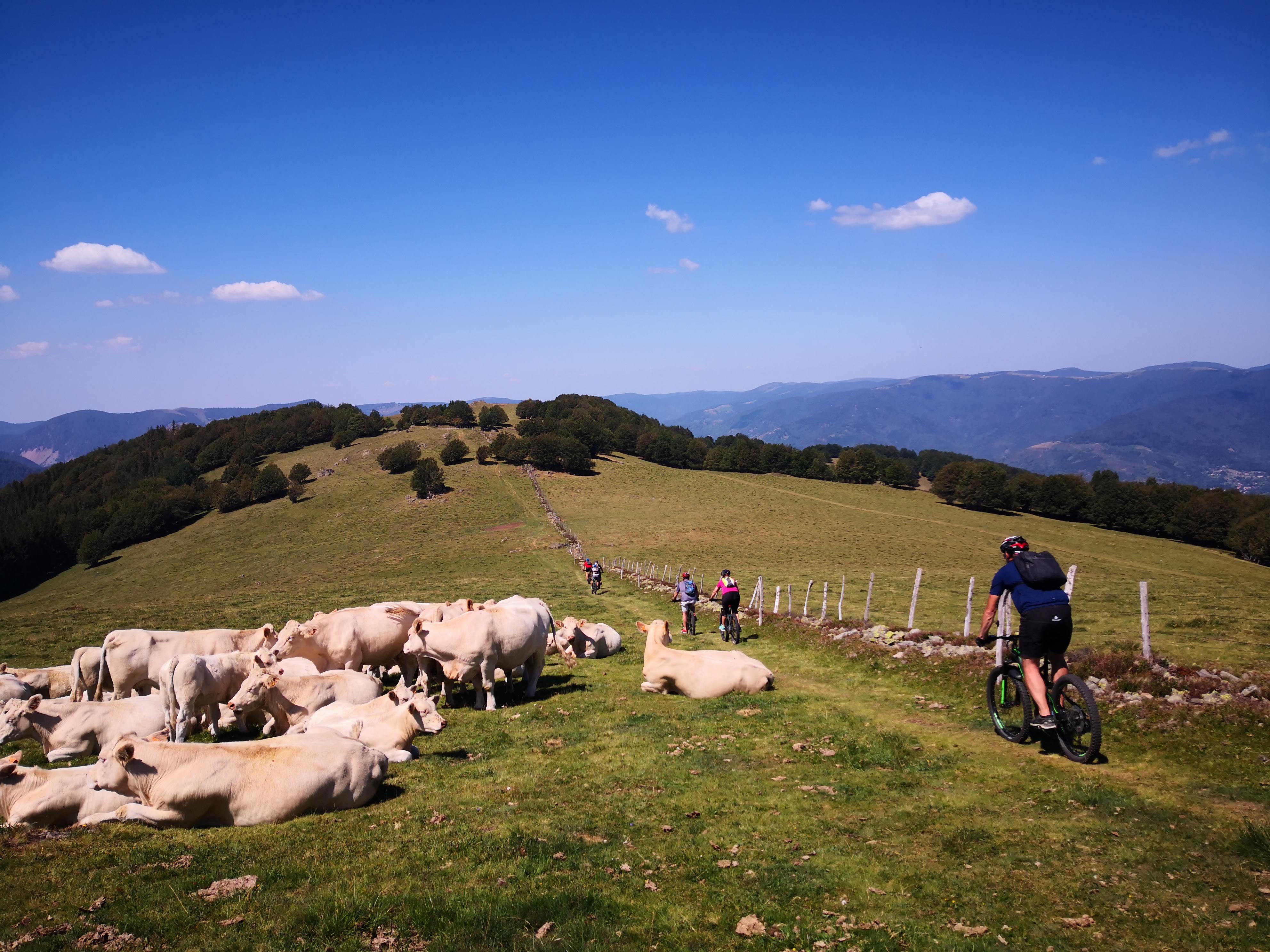 vignette de l'article Location VTT Electrique en Alsace